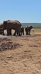 Addo Elephant Park