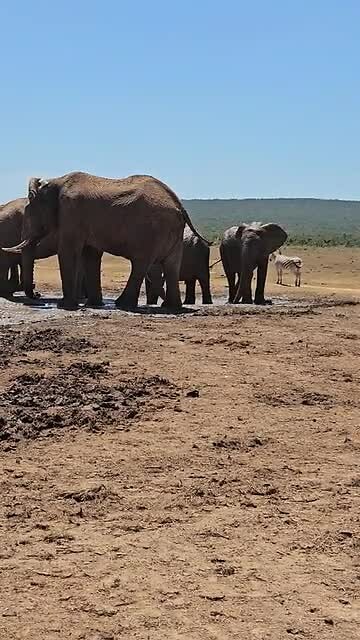 Addo Elephant Park