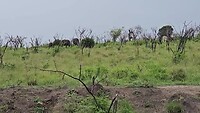 Kudde buffels