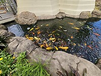 Koikarpers bij Sri Sri Radha Radhanath Temple