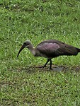 Hadada ibis