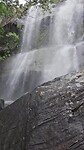 Tiger falls