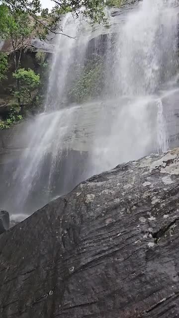 Tiger falls