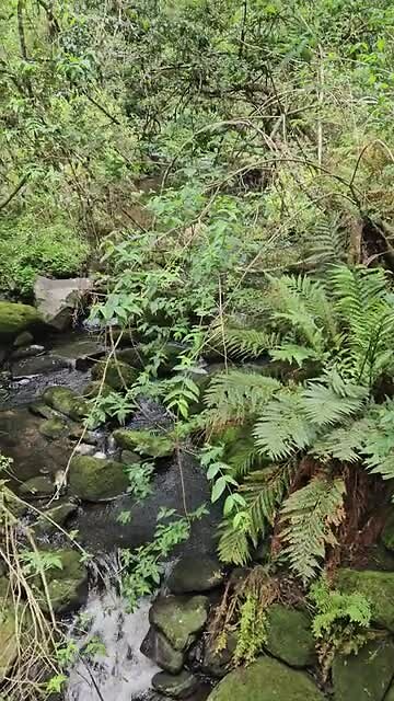 De Graskop Gorge