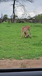 Twee impala bokken