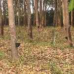 Plantage met rubber bomen.