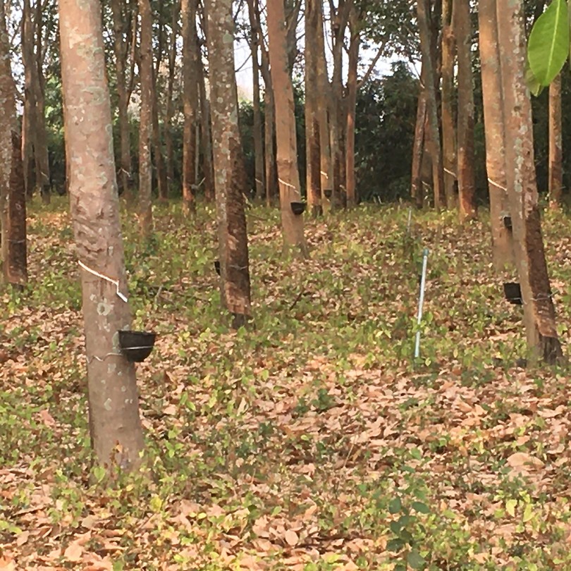 Plantage met rubber bomen.