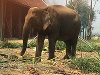 Toch nog een keer een olifant gezien. Al is het in een opvangcentrum