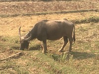 En daar is ie dan” de buffel”