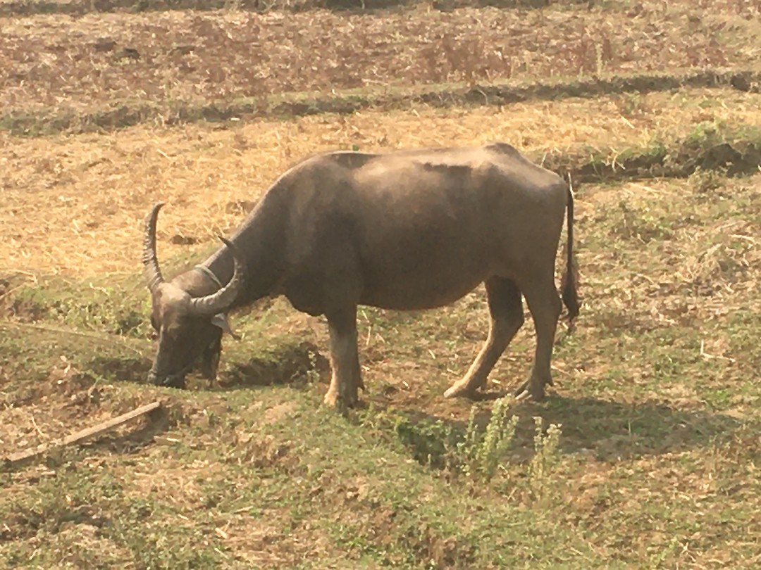 En daar is ie dan” de buffel”
