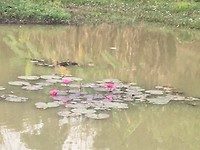 Prachtige waterlelies
