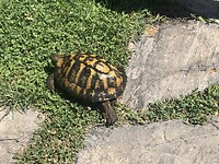 Schildpad onderweg naar ….