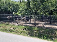 Struisvogels