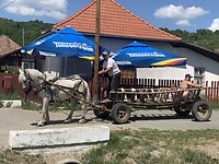Paard en wagen