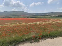 IMG_2229