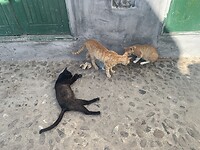 IMG_2389