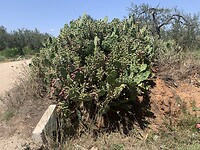 IMG_2439