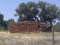 IMG_2505