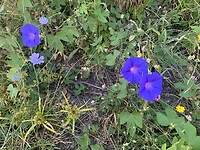 IMG_2514