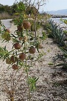 IMG_9230
