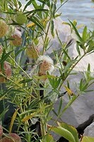 IMG_9231