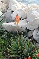 IMG_9232