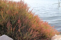 IMG_9238