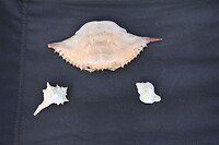 IMG_9242