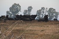IMG_9445