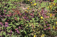 IMG_9806