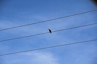 IMG_0070