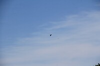 IMG_0078
