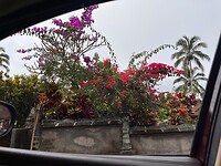 Bougainville