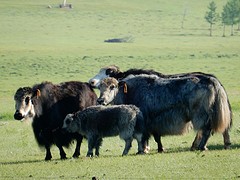 Yaks in Gorkhi-Terelj NP