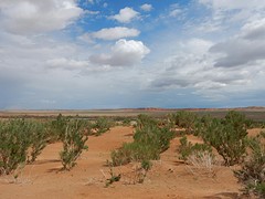 Gobi forest