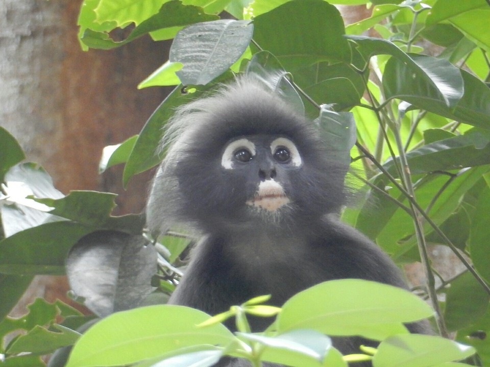 Dusty Leaf monkey, Langkawi