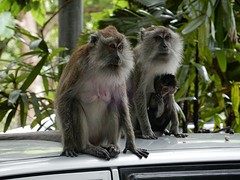 Brutale makaken, Langkawi