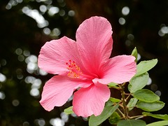 Hibiscus, Langkawi