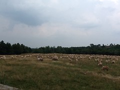 Veel schaapskuddes