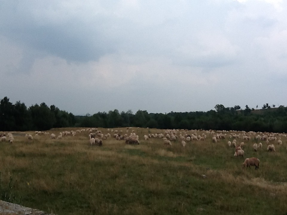 Veel schaapskuddes