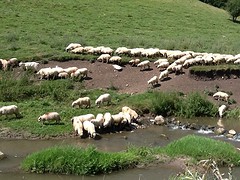 Grappig die schapen