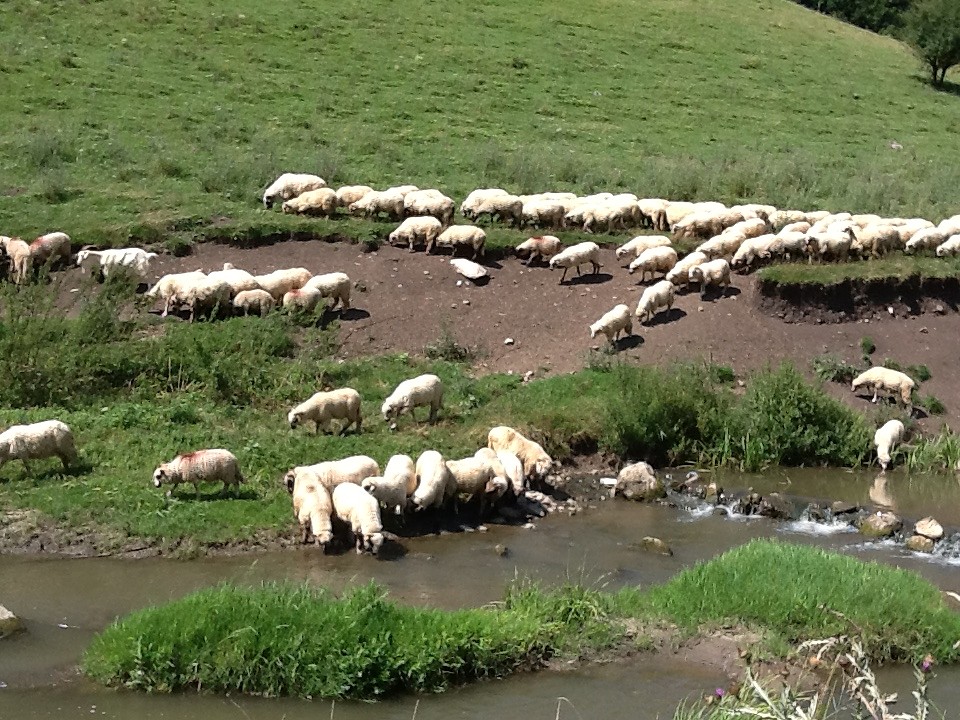 Grappig die schapen