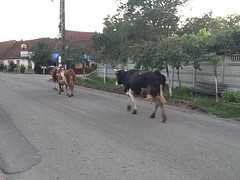 Onderweg nr huis