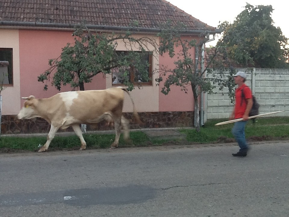 De herder sluit de rij. Wenst iedereen altijd een goedenavond