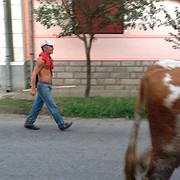 Daar is de vrolijke herder weer. 07.30 uur vertrokken en om 20.45 uur weer retour