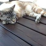 Terwijl ik t verslag bijwerkte kwam de campingkat op tafel liggen