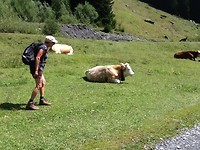 Hannekes favoriete bergdieren