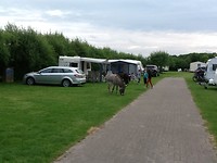 De loslopende ezels!