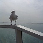 Voor mirthe! Deze meeuw heeft de hele overtocht op of om de boot  gehangen = 90 min