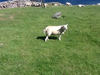 Veel schapen, de moeders geschoren, de lammeren  niet